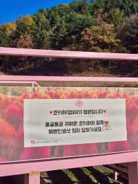 홍천군 감성카페