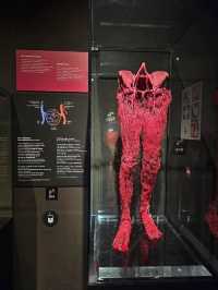 Exploring the Human Body at Body Worlds Amsterdam
