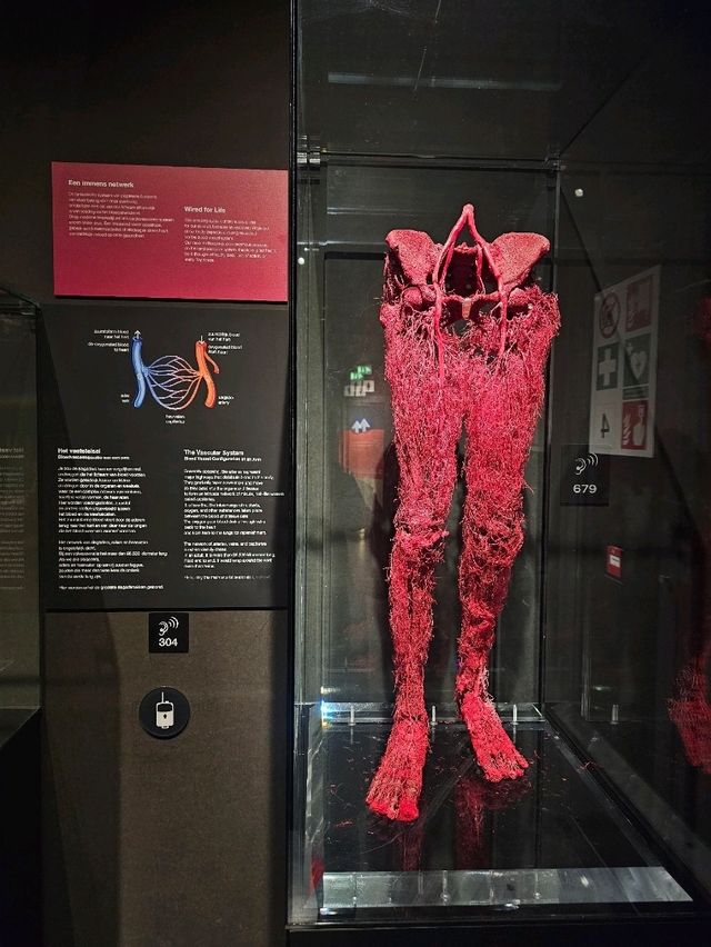 Exploring the Human Body at Body Worlds Amsterdam