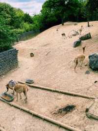Paris Zoo: A Wild Adventure Theme Park in the Heart of Paris