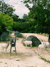Paris Zoo: A Wild Adventure Theme Park in the Heart of Paris
