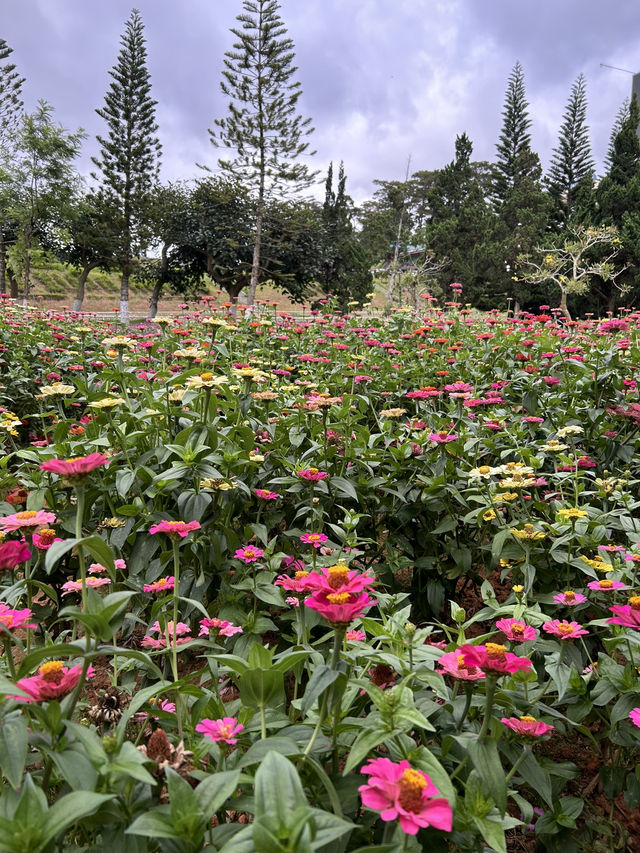 Blooming city 🇻🇳 