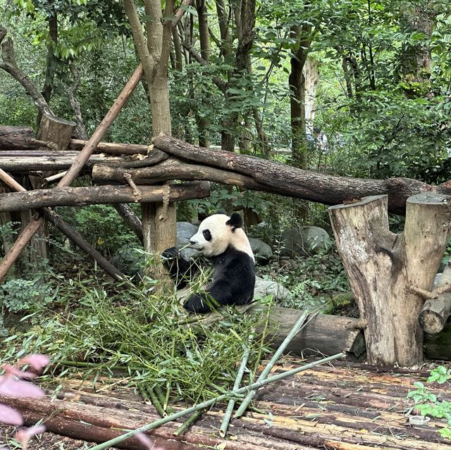 成都熊貓基地