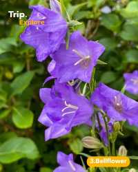 7 different species of plants in color violet