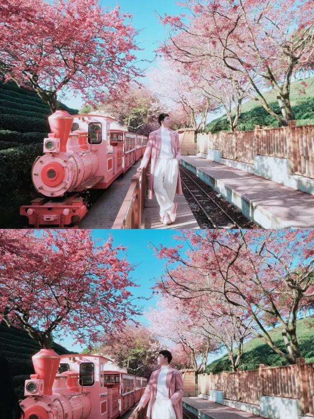 분홍색 작은 기차를 타고 후쿠오카에서 가장 아름다운 벚꽃을 감상하는 장소로 가다