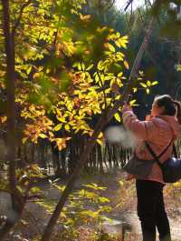 綿陽近郊免費寶藏森林公園