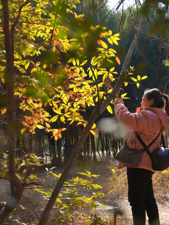 綿陽近郊免費寶藏森林公園