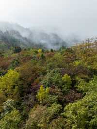 昭通彝良縣小草壩，峽谷飛瀑下的尋天麻之旅