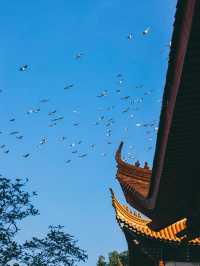 黃牆黃瓦，仿佛一秒到達京城的寧波絕美寺廟對寺廟!