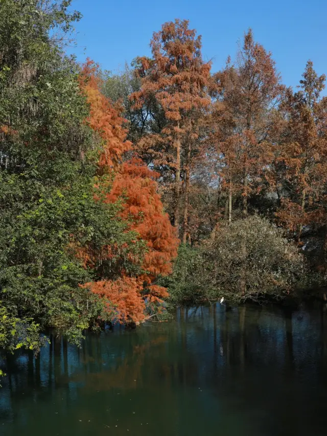 Hangzhou West Lake| Yang Gong Causeway in early winter is so suitable for city walk!