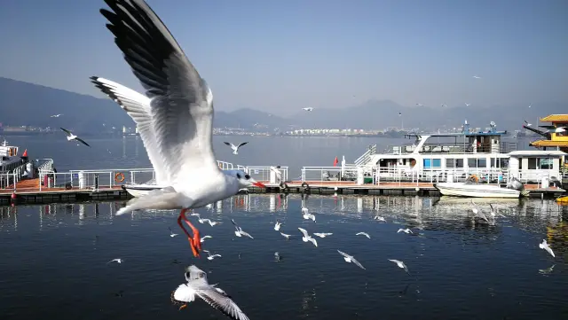 At Dianchi Lake in Kunming → A winter date with Siberian seagulls