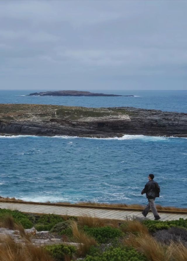 人生建議!去袋鼠島看一次野生袋鼠和考拉