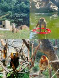 家人們誰懂啊？紅山動物園的動物好多呀！