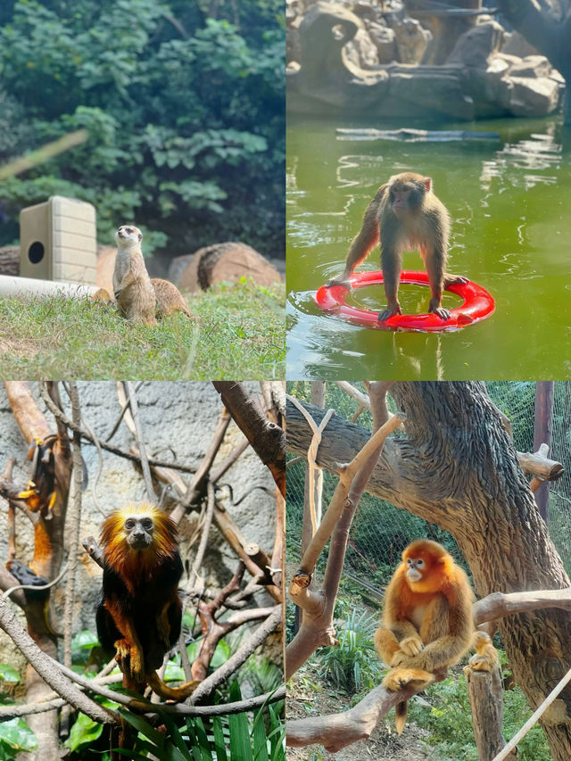 家人們誰懂啊？紅山動物園的動物好多呀！