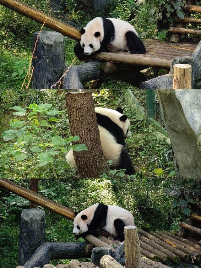 南京｜紅山森林動物園