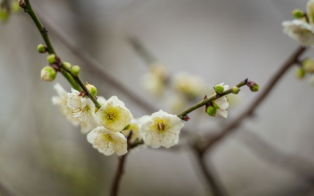 梅園綠萼梅