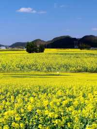 春風十里，羅平百萬畝油菜花海的視覺盛宴