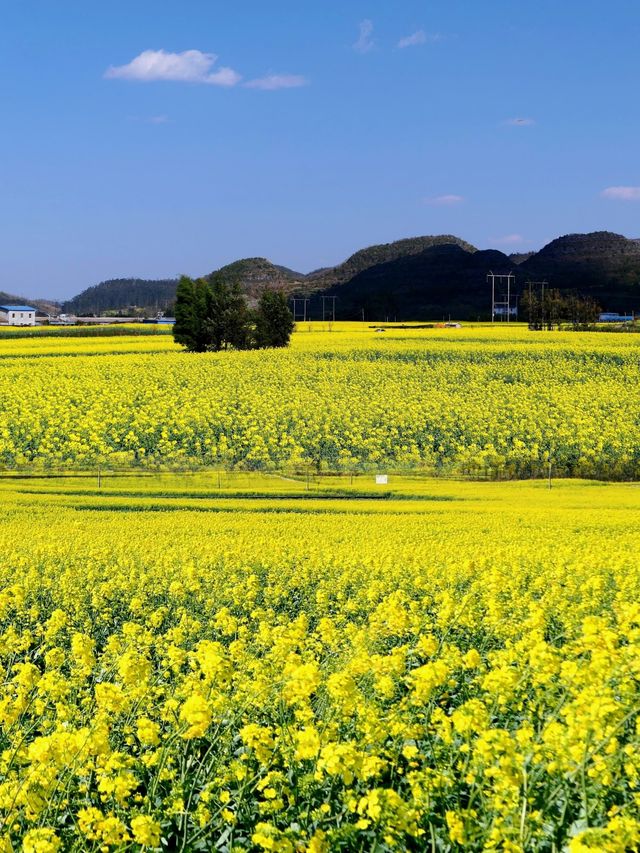 春風十里，羅平百萬畝油菜花海的視覺盛宴