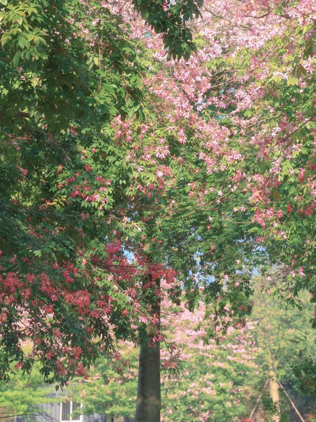 送你滿屏黃花風鈴