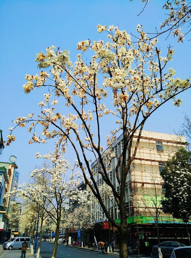 항주의 옥란화가 만발하다｜9개의 절경을 감상할 수 있는 장소를 공유합니다