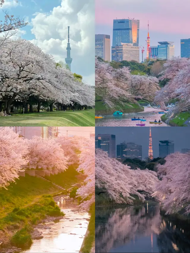 도쿄에서 벚꽃을 찾을 수 있는 놓치지 말아야 할 장소!