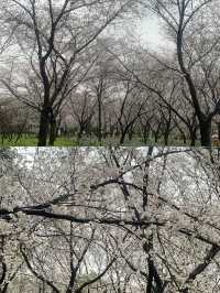 「武漢東湖櫻花園攻略：避開人潮，享受櫻花盛宴」