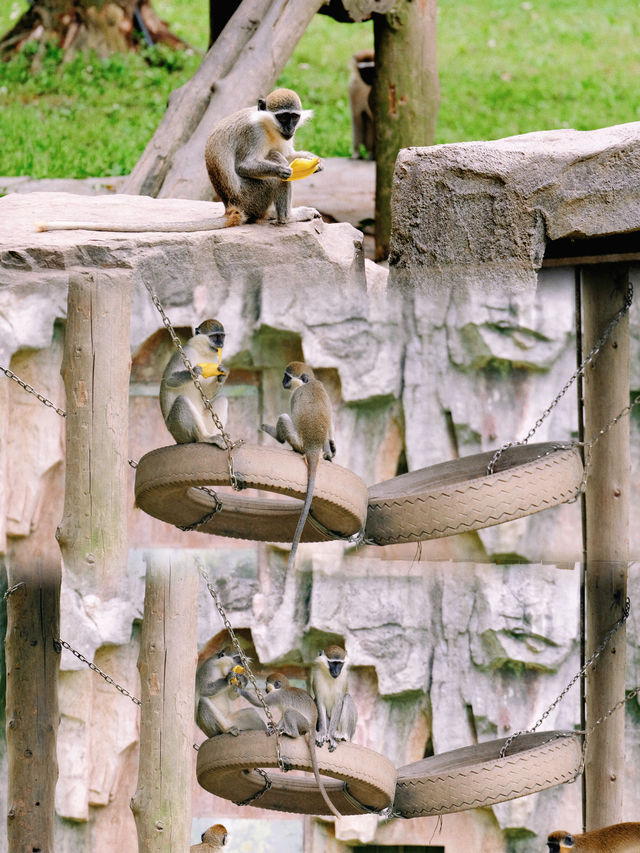 上海野生動物園：小熊貓太可愛啦日行2W步打卡