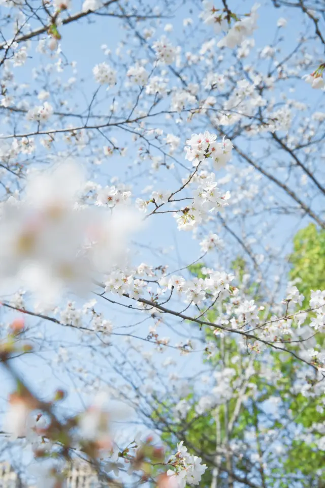 武漢別總想著櫻花園，來看看堤角公園櫻花盛宴