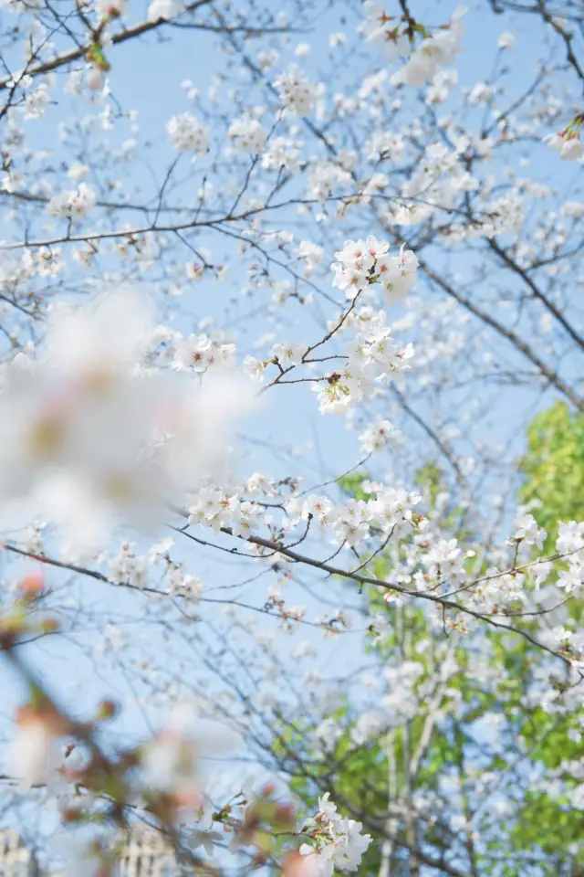 Don't just think about the cherry blossom garden in Wuhan, come and see the cherry blossom feast at Dijiao Park