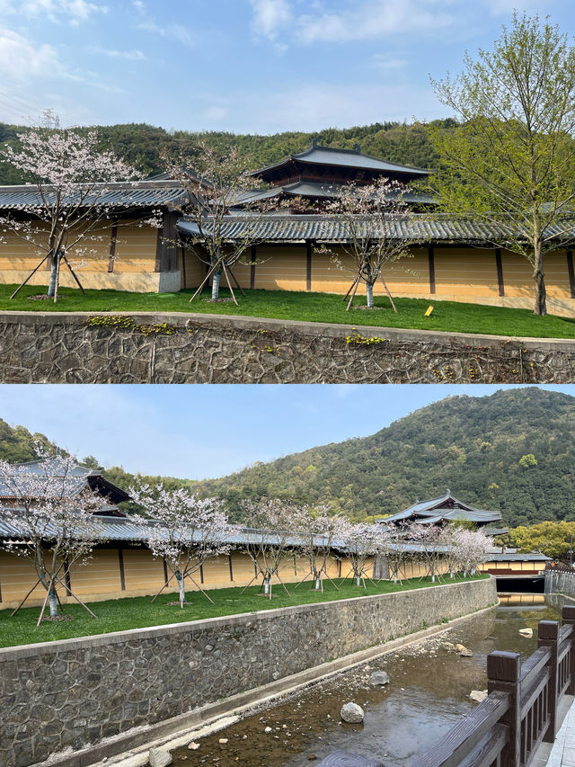 上海周邊自駕遊 九龍湖香山教寺的櫻花