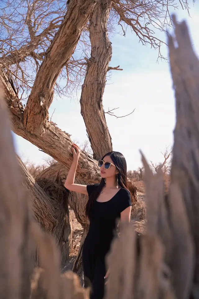 Traveling thousands of miles, the Euphrates poplar trees in Yiwu have stood for a millennium!