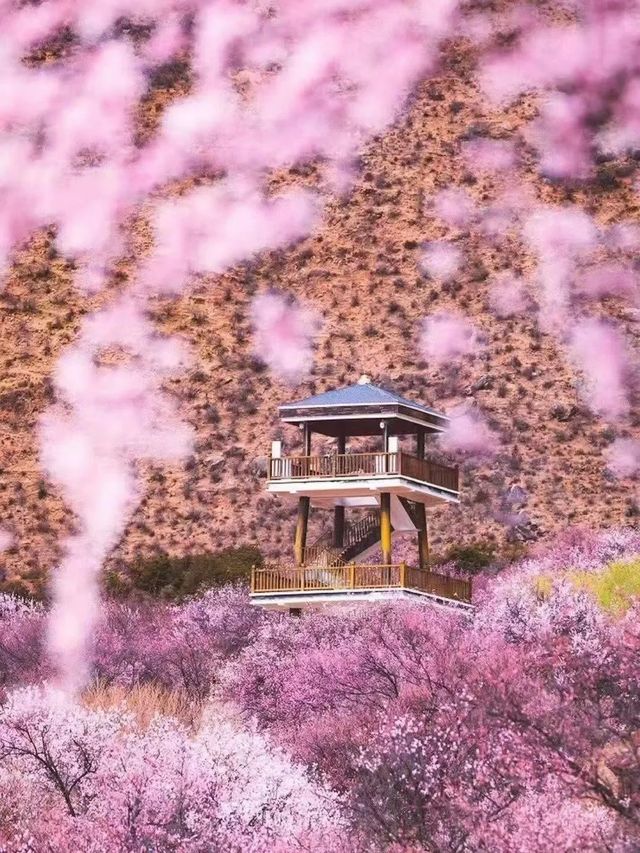 超美的世外桃源般的小眾古村落—林芝桃花