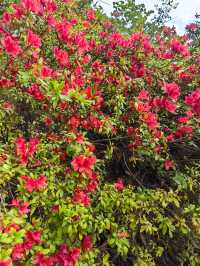 昆明杜鵑花節在黑龍潭公園開幕啦