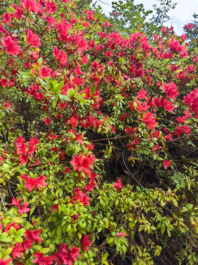 昆明杜鵑花節在黑龍潭公園開幕啦