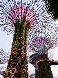 滨海湾花園｜新加坡花園城市形象代表