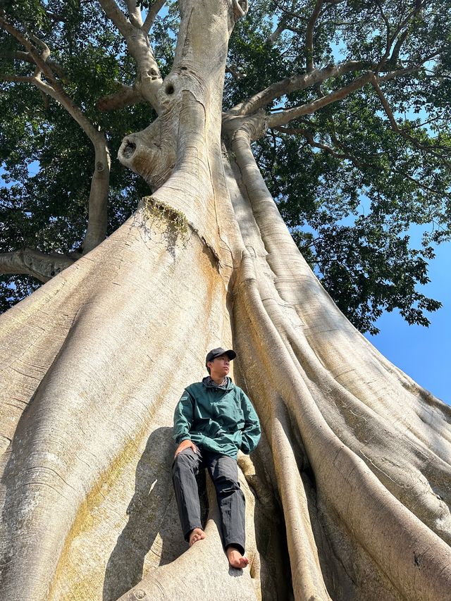 巴厘島|烏布小眾景點Bayan Ancient Tree