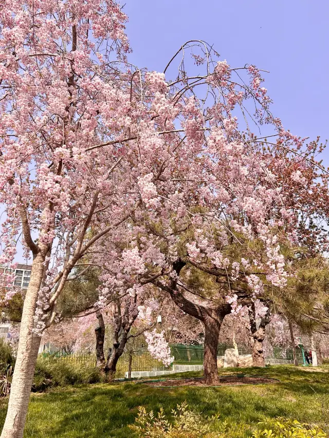 Sakura time in Beijing 