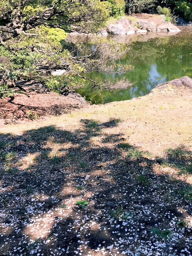 文化森林 | 春日無限浪漫ノ櫻花上野