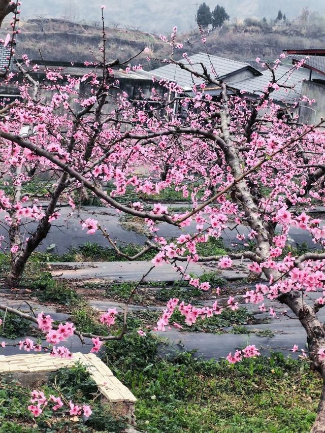 成都最美的桃花在哪裡看