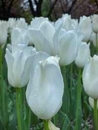 在柯橋｜遇見鬱金香花海
