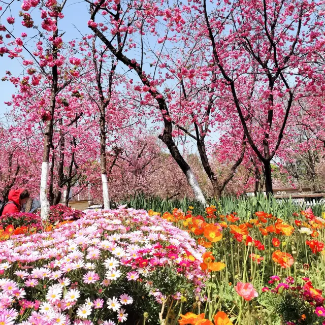 Springtime Serenity at Yuantong Mountain 🌸⛰️