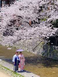 京都賞花｜在鴨川邊 悠閒野餐