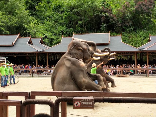 西雙版納大象學校