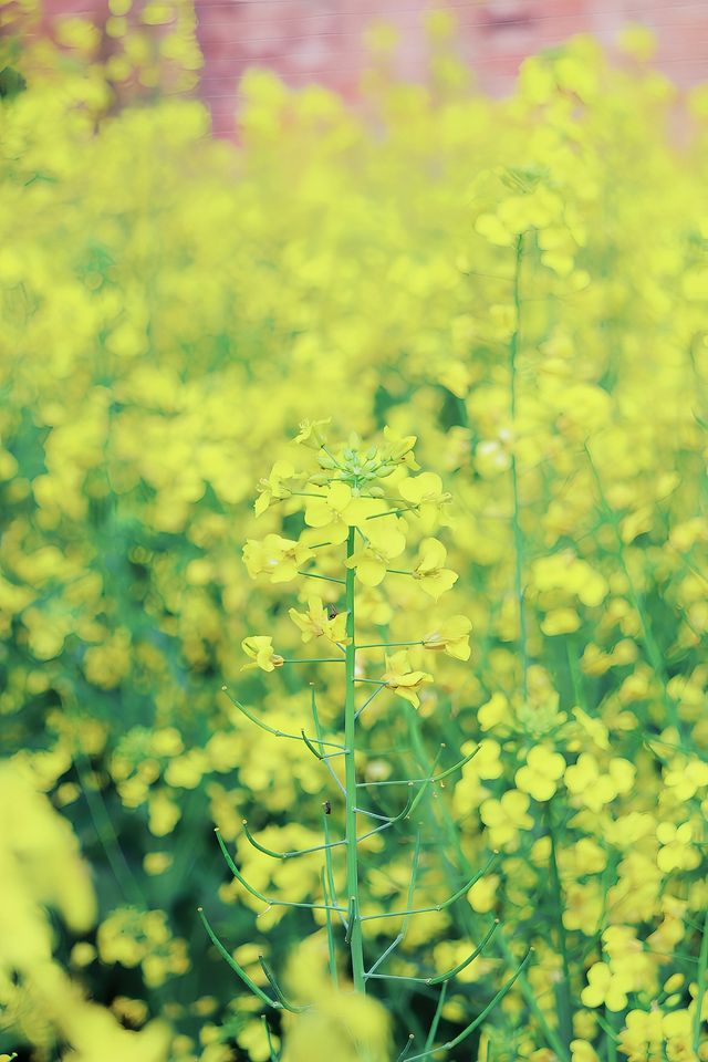 新鄉你玩得可真花啊（附油菜花賞花攻略）
