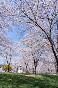 包下一整片染井吉野櫻花林的快樂