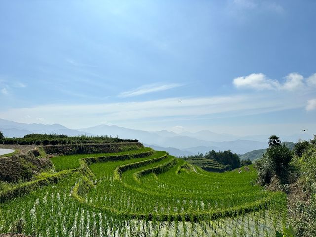 立夏前後，快來柘榮體驗稻田的美！