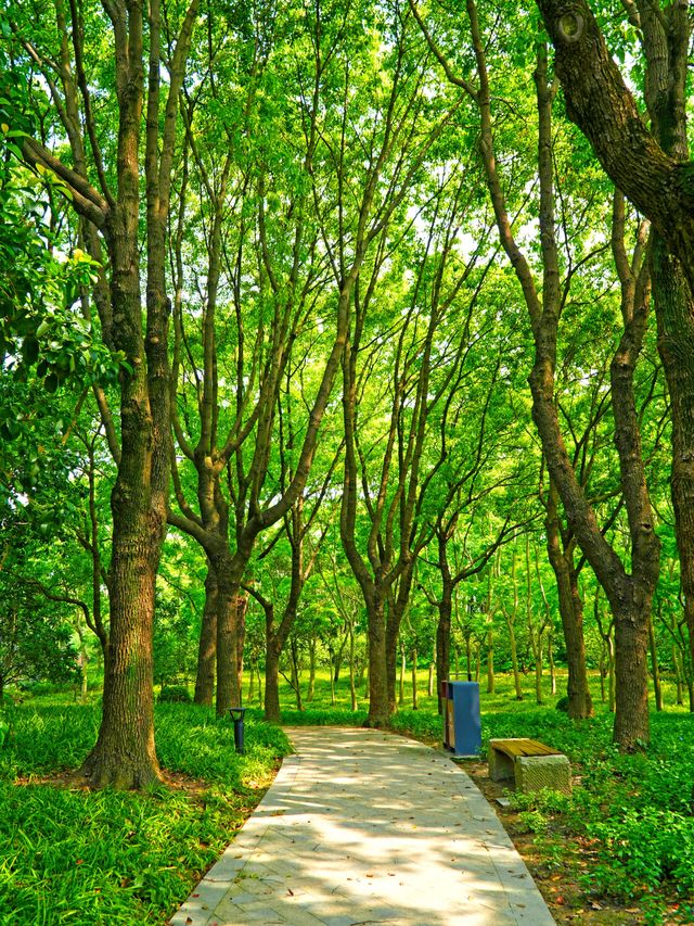 小眾偏僻的華夏公園也有優勢，人少景靚，還有座“浦東獐園”