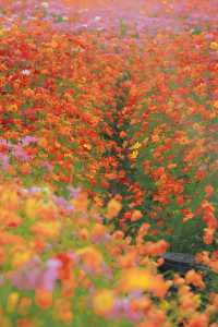 杭州花海 →來銅鑑湖看一場花海落日吧