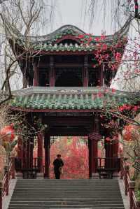 成都地鐵直達免費公園！海棠花已到最佳賞期