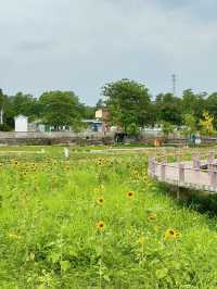 中山50個免費好去處-01 曹邊村